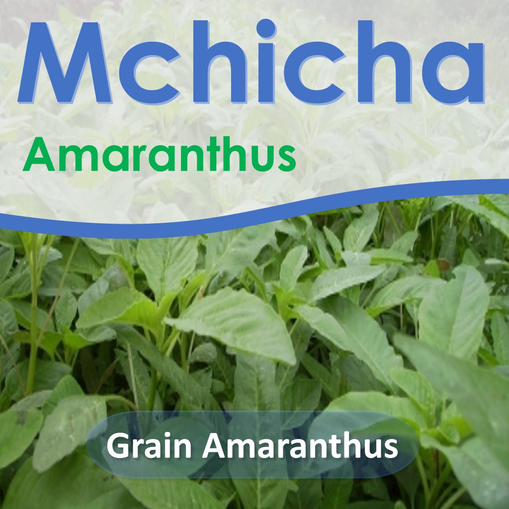 Grain amaranth is drought tolerant crop and has few pests and diseases. It has multiple uses as a vegetable, nutrient rich grains and livestock feed.