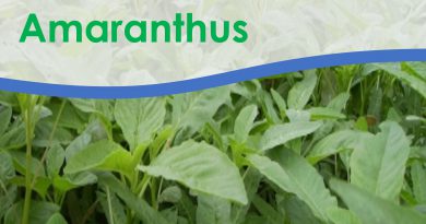 Grain amaranth is drought tolerant crop and has few pests and diseases. It has multiple uses as a vegetable, nutrient rich grains and livestock feed.