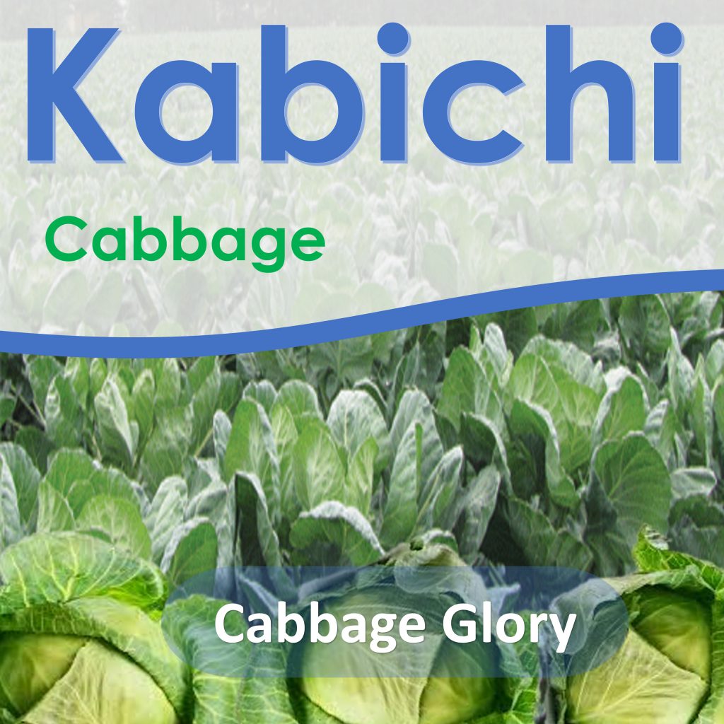 Cabbage Glory is an excellent, easy to grow, early variety that is tender and crisp. It have medium-large, hard round heads with light green in colour.