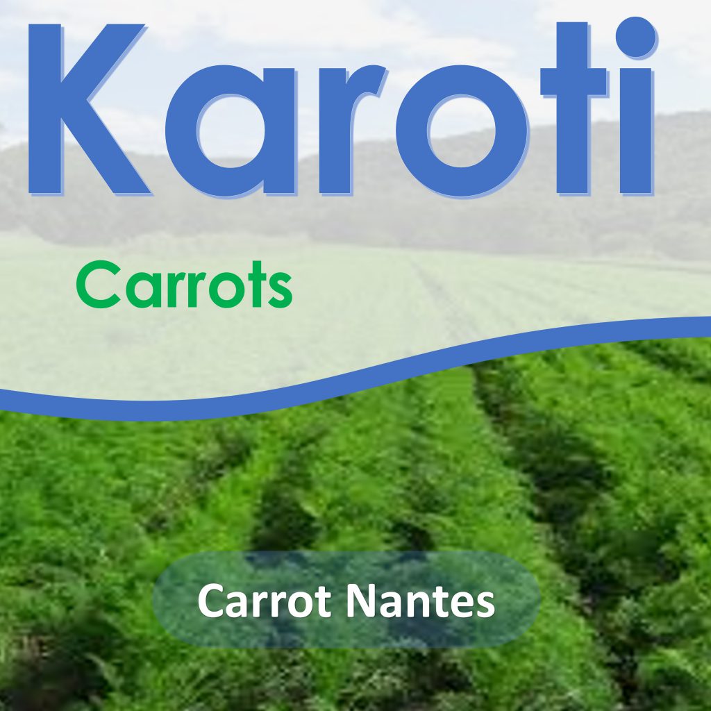 Carrot Nantes is an excellent variety which is bright red-orange medium sized roots with nearly core-less, good texture and flavor