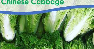 Michihili Chinese Cabbage is tender, crisp and sweet, with a pleasant spicy flavour with early medium maturity.
