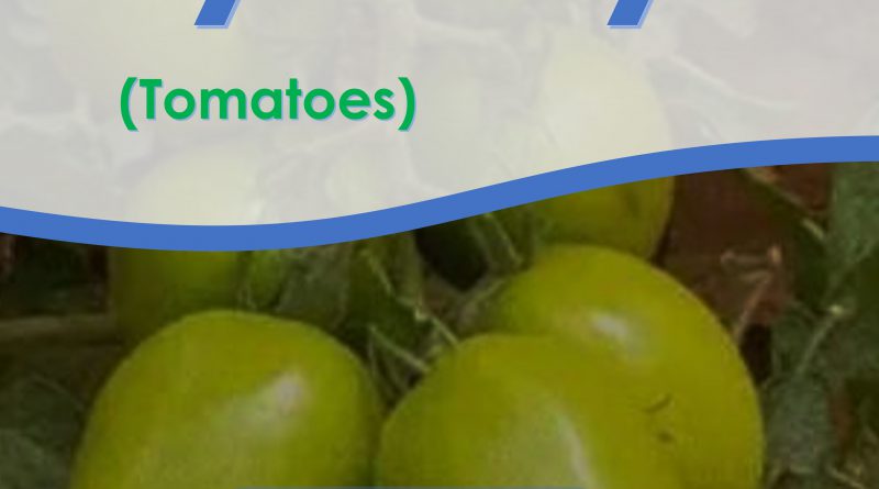 Tomatoes Seeds: Rio Grande characterized by large plant which produces high yields of large size red tomatoes